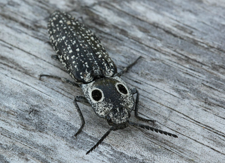 Eyed Click Beetle